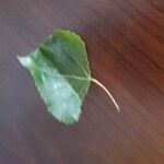 Populus x canadensis Frunză