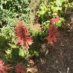 Aloe arborescensKvět