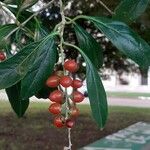 Citharexylum montevidense Fruit