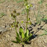 Echinodorus berteroi Habit