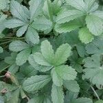 Potentilla anglica Leaf