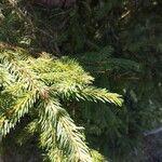 Picea rubensLeaf