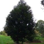 Quercus glauca Habit