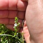 Veronica scutellataFlower