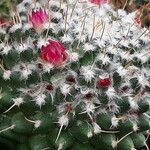 Mammillaria polythele List