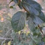 Viburnum rigidum Feuille