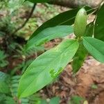 Heteropsis oblongifolia Foglia