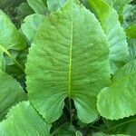 Silphium terebinthinaceum Lapas