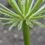 Laserpitium gallicum Fruit