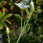 Arenaria ligericina Habit