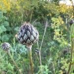 Centaurea scabiosaFlower