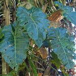 Philodendron giganteum Leaf