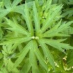 Anemonastrum canadense Leaf