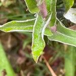 Helichrysum foetidum Blatt