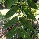 Ailanthus altissimaLeaf