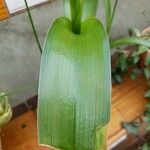 Albuca bracteata List