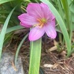 Zephyranthes carinata Blüte