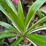 Crinum asiaticumLehti
