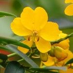 Senna corymbosa 其他