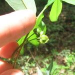 Monanthotaxis buchananii Flor