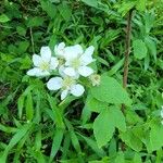 Rubus argutusFlower