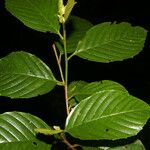 Ticodendron incognitum Hoja
