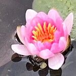 Nymphaea candida Blomma