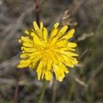 Nothocalais cuspidata Flor