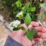 Stevia ovata Žiedas