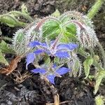 Borago officinalis Hoja