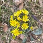 Senecio vernalis Floare