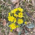 Senecio vernalis Fiore