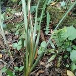 Dianella ensifolia Fulla