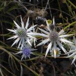 Eryngium heterophyllum Цветок