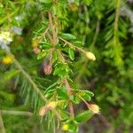 Hibbertia empetrifolia Hábito