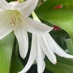 Crinum latifolium Flor
