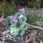 Cyclamen purpurascens Blomst