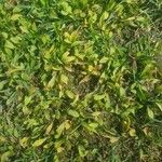 Ranalisma humile Leaf