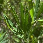 Lathyrus filiformis Blad