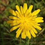 Sonchus tenerrimusFlor