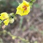 Verbascum sinuatumBlomst