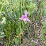 Pogonia ophioglossoides 花