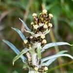 Omalotheca sylvatica Flower