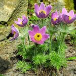 Pulsatilla vulgaris Leaf