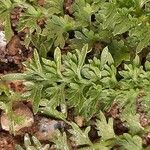 Lepidium didymum পাতা