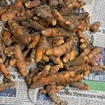 Curcuma longa Muu