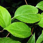 Hydrangea paniculata Hoja