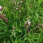 Polygala paniculata Blad