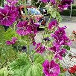 Malva arborea Συνήθη χαρακτηριστικά