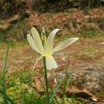 Narcissus triandrus Flors